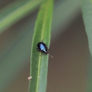 Arsipoda chrysis at Cook, ACT - 8 Feb 2022 03:52 PM