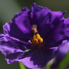 Lauxaniidae (family) (Unidentified lauxaniid fly) at Cook, ACT - 7 Feb 2022 by Tammy