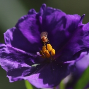 Lauxaniidae (family) at Cook, ACT - 8 Feb 2022