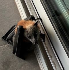 Pteropus poliocephalus (Grey-headed Flying-fox) at Reid, ACT - 10 Jan 2024 by JanetRussell