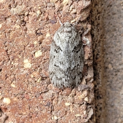 Philobota philostaura at Sullivans Creek, Lyneham South - 10 Jan 2024 by trevorpreston