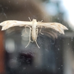 Wheeleria spilodactylus (Horehound plume moth) at Lyneham, ACT - 10 Jan 2024 by trevorpreston