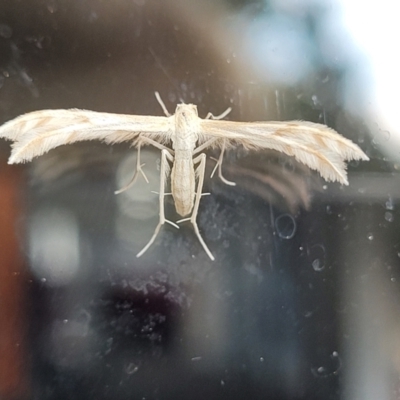 Wheeleria spilodactylus (Horehound plume moth) at Sullivans Creek, Lyneham South - 10 Jan 2024 by trevorpreston