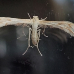 Wheeleria spilodactylus at Sullivans Creek, Lyneham South - 11 Jan 2024