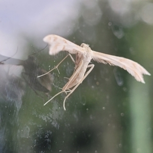 Wheeleria spilodactylus at Sullivans Creek, Lyneham South - 11 Jan 2024