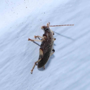 Alleculinae sp. (Subfamily) at Turner, ACT - 6 Jan 2024