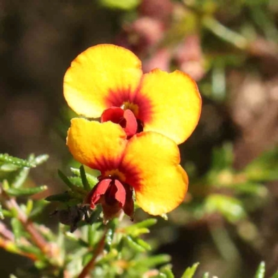Dillwynia phylicoides (A Parrot-pea) at Black Mountain NR (BMS) - 5 Jan 2024 by ConBoekel