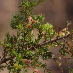Dillwynia phylicoides at Undefined Area - 6 Jan 2024 10:41 AM