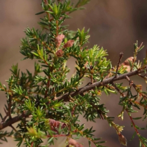 Dillwynia phylicoides at Undefined Area - 6 Jan 2024 10:41 AM