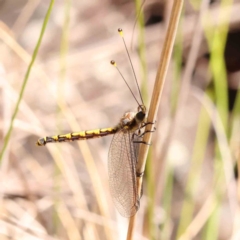 Suhpalacsa flavipes (Yellow Owlfly) at Acton, ACT - 6 Jan 2024 by ConBoekel