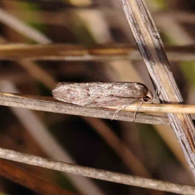 Philobota philostaura at Acton, ACT - 6 Jan 2024 by ConBoekel