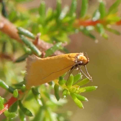 Eulechria electrodes (Yellow Eulechria Moth) at Black Mountain NR (BMS) - 5 Jan 2024 by ConBoekel