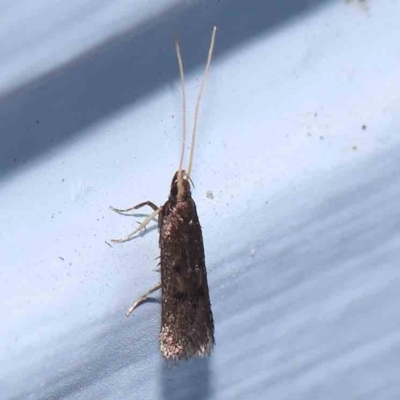 Lecithocera (genus) (A Gelechioid moth) at Turner, ACT - 6 Jan 2024 by ConBoekel