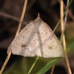 Nearcha nullata (Rounded Nearcha) at Acton, ACT - 5 Jan 2024 by ConBoekel