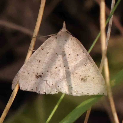 Nearcha nullata (Rounded Nearcha) at ANBG South Annex - 5 Jan 2024 by ConBoekel