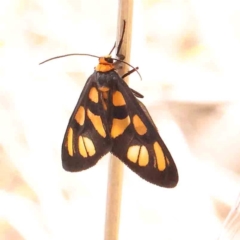Amata (genus) (Handmaiden Moth) at ANBG South Annex - 6 Jan 2024 by ConBoekel
