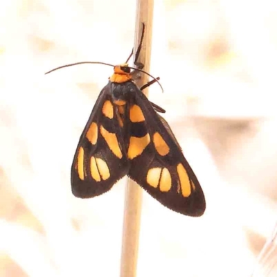 Amata (genus) (Handmaiden Moth) at ANBG South Annex - 6 Jan 2024 by ConBoekel