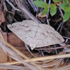 Casbia tanaoctena (Speckled Casbia) at Black Mountain NR (BMS) - 6 Jan 2024 by ConBoekel