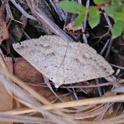 Casbia tanaoctena (Speckled Casbia) at Acton, ACT - 6 Jan 2024 by ConBoekel