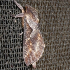 Elhamma australasiae (A Swift or Ghost moth (Hepialidae)) at QPRC LGA - 10 Jan 2024 by arjay