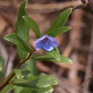 Billardiera heterophylla at ANBG South Annex - 6 Jan 2024