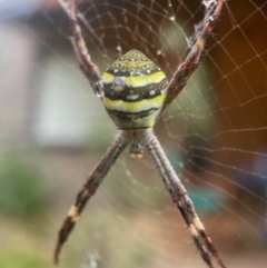 Unidentified Orb-weaving spider (several families) at Broulee, NSW - 10 Jan 2024 by PeterA