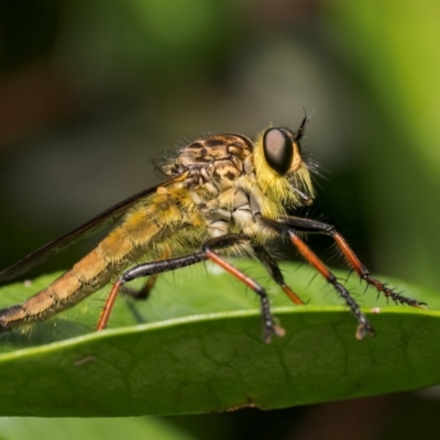 Zosteria rosevillensis (A robber fly) at Lyons, ACT - 11 Jan 2024 by Gallpix