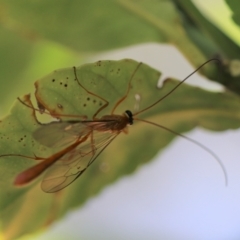 Unidentified Lacewing (Neuroptera) at Cook, ACT - 9 Feb 2022 by Tammy