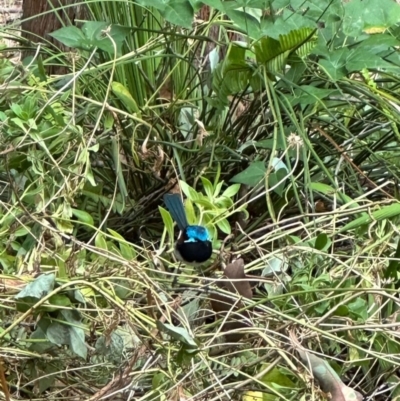 Malurus elegans (Red-winged Fairywren) at Denmark, WA - 10 Jan 2024 by Shelley