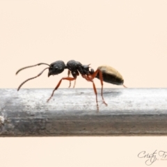 Dolichoderus scabridus (Dolly ant) at Tidbinbilla Nature Reserve - 16 Dec 2023 by Cristy1676