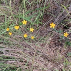 Hypericum gramineum (Small St Johns Wort) at Symonston, ACT - 10 Jan 2024 by CallumBraeRuralProperty