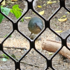 Ptilonorhynchus violaceus at QPRC LGA - suppressed