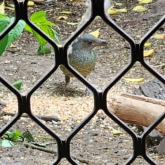 Ptilonorhynchus violaceus at QPRC LGA - suppressed