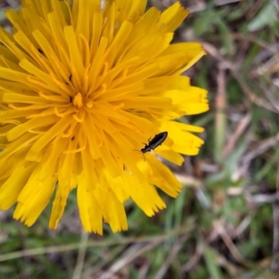 Dasytinae (subfamily) (Soft-winged flower beetle) at Franklin Grassland (FRA_5) - 5 Jan 2024 by JenniM