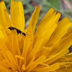 Dasytinae (subfamily) at Franklin Grassland (FRA_5) - 5 Jan 2024