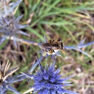 Lasioglossum (Chilalictus) sp. (genus & subgenus) at Franklin Grassland (FRA_5) - 5 Jan 2024