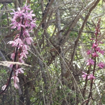 Dipodium punctatum (Blotched Hyacinth Orchid) at Tharwa, ACT - 9 Jan 2024 by JohnBundock