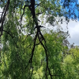 Anhinga novaehollandiae at Australian National University - 11 Jan 2024