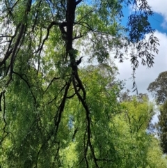 Anhinga novaehollandiae at Australian National University - 11 Jan 2024