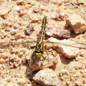 Austrogomphus guerini at Namadgi National Park - 10 Jan 2024 10:55 AM