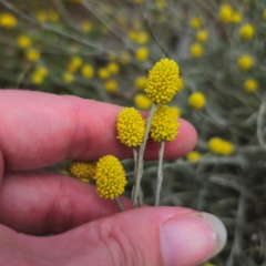 Calocephalus citreus (Lemon Beauty Heads) at Turallo Nature Reserve - 11 Jan 2024 by Csteele4