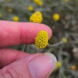 Calocephalus citreus at Turallo Nature Reserve - 11 Jan 2024