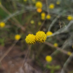 Calocephalus citreus at Turallo Nature Reserve - 11 Jan 2024