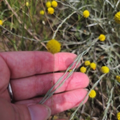 Calocephalus citreus at Turallo Nature Reserve - 11 Jan 2024