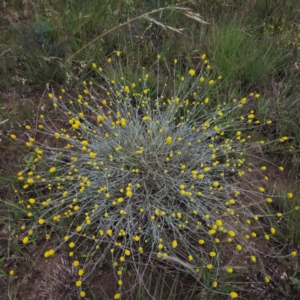 Calocephalus citreus at Turallo Nature Reserve - 11 Jan 2024