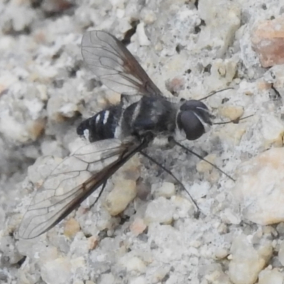 Thraxan sp. (genus) (A bee fly) at Tharwa, ACT - 10 Jan 2024 by JohnBundock
