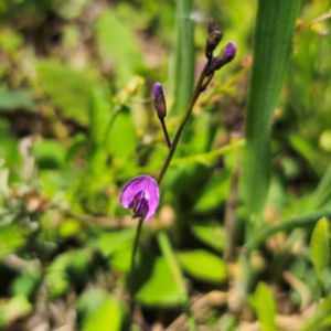 Glycine tabacina at QPRC LGA - 11 Jan 2024 02:05 PM