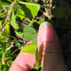 Glycine tabacina at QPRC LGA - 11 Jan 2024 02:05 PM