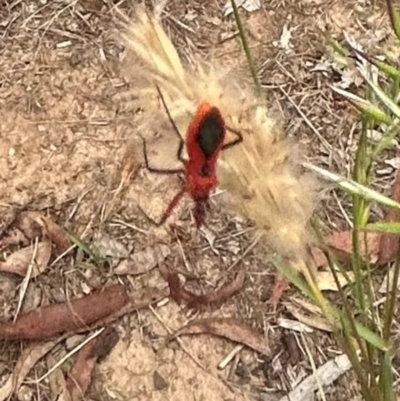 Gminatus australis (Orange assassin bug) at Higgins, ACT - 7 Jan 2024 by Jillw