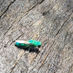 Primeuchroeus sp. (genus) (Cuckoo Wasp) at ANBG - 8 Jan 2024 by RangerGregor